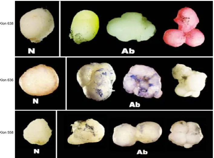Gambar 1.  Karakterisasi abnormalitas morfologi embrio somatik tahap globular, N (normal) dan Ab (abnormal).