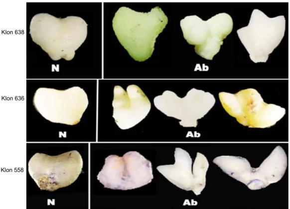 Gambar 2.  Karakterisasi abnormalitas embrio somatik tahap hati scutellar, N (normal) dan Ab (abnormal)