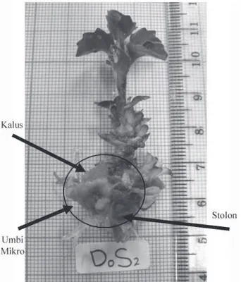 Gambar  4.  Umbi  mikro  daun  dewa  yang  terbentuk  pada  ujung  stolon  umur  10  MSP  dengan  perlakuan  6%  sukrosa  dan 50 mg L -1  daminozide