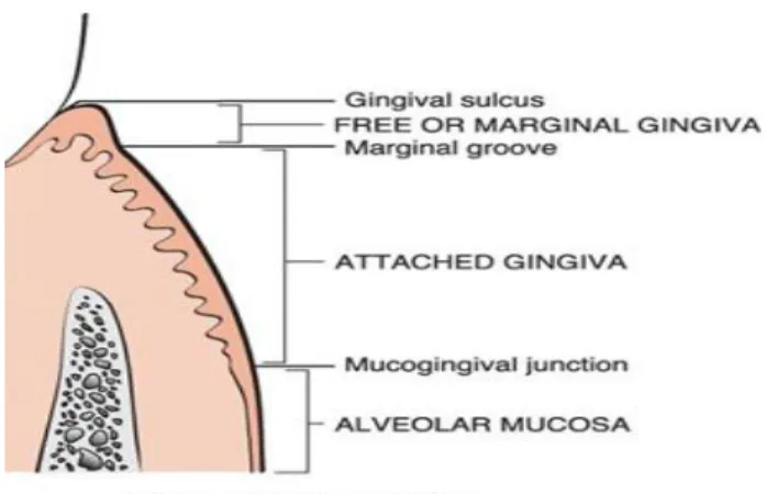 Gambar 2.2. Anatomi gingiva (W.B Saunders Company, 2002) 