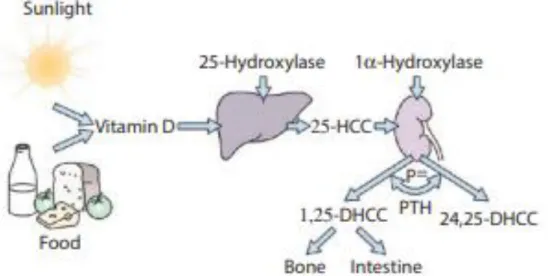 Gambar 1. Metabolisme Vitamin D (Blom, Warwick, and Whitehouse, 2017) 