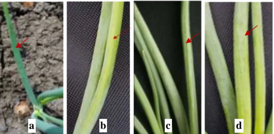Gambar 1. Gejala infeksi virus pada tanaman bawang merah di Brebes pada 4 MST  (a) daun berkerut;  (b) daun pipih bergaris kuning pucat di tengah; (c) daun bergaris hijau; (d) daun bergaris  kuning