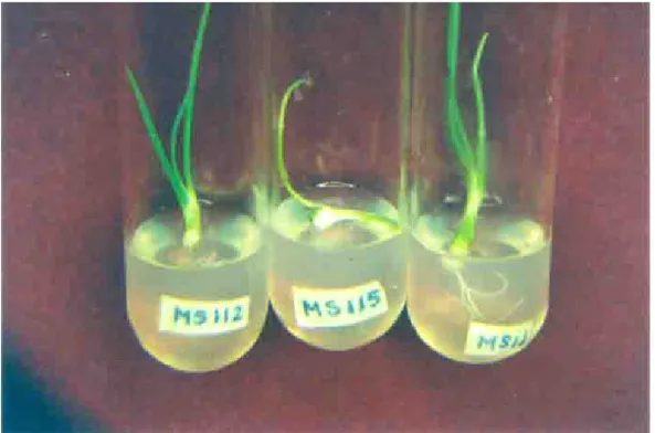 Gambar 9.   Pertumbuhan  plantlet  bawang  merah  di  media  MS  (Shallot  plantlet  growth  on  MS 