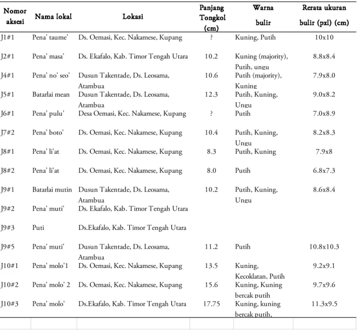 Tabel  1. Daftar koleksi material DNA Jagung asal Pulau Timor berserta karakter bulir jagung.