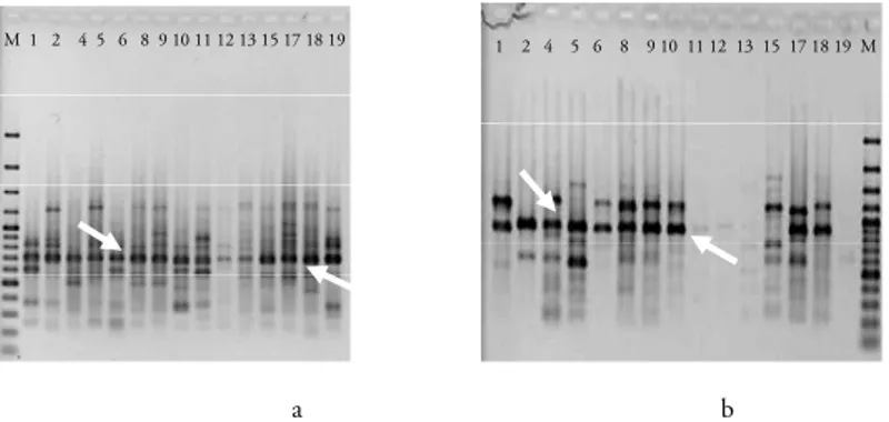 Gambar 1. Foto gel elektroforesis genotipe jagung. a) UBC 809, b) UBC 822, c) UBC 834, M: GeneRuler 100bp  Plus (Fermentas)