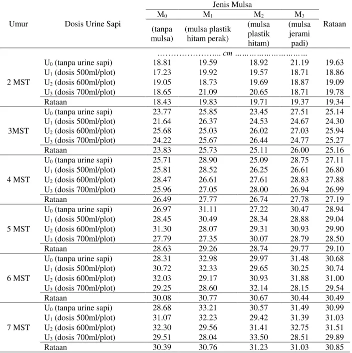 Tabel  1.  Rataan  tinggi  tanaman  bawang  merah  umur  2  -  7  MST  pada  perlakuan  jenis  mulsa  dan  pemberian urine sapi 
