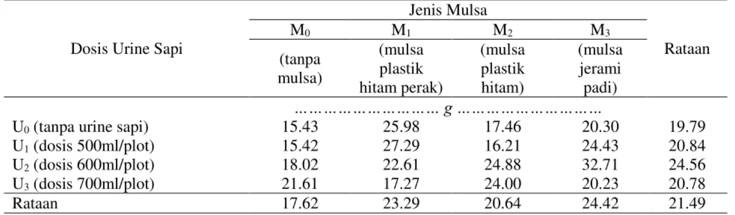 Tabel 6.  Rataan  bobot  kering  umbi  per  sampel  bawang  merah  pada  perlakuan  jenis  mulsa  dan  pemberian urine sapi 