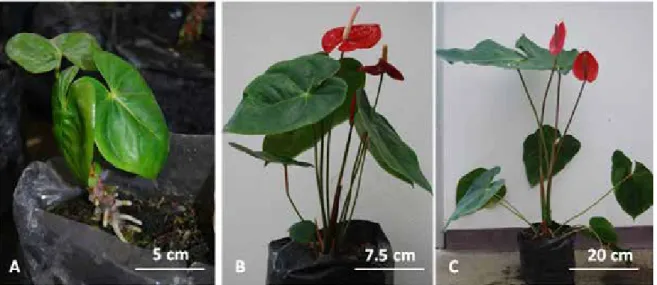 Gambar 5. Variasi penampilan tanaman hasil penggandaan kromosom. A. Tanaman haploid, B