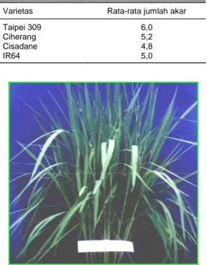 Tabel 7. Pertumbuhan akar beberapa varietas padi 