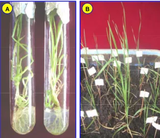 Gambar 4.  Planlet gandum genotipe Perdix pada media perakaran (A) dan tanaman gandum  genotipe Perdix berumur 1 bulan yang sudah berhasil diaklimatisasi dan ditanam  pada media tanah (B)