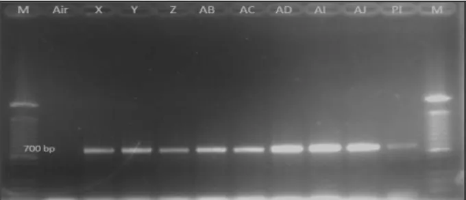 Gambar 3.  Hasil analisis PCR untuk gen nptII (700 bp). X–AJ = tanaman transforman, Pl = plasmid, M = DNA ladder 100 bp