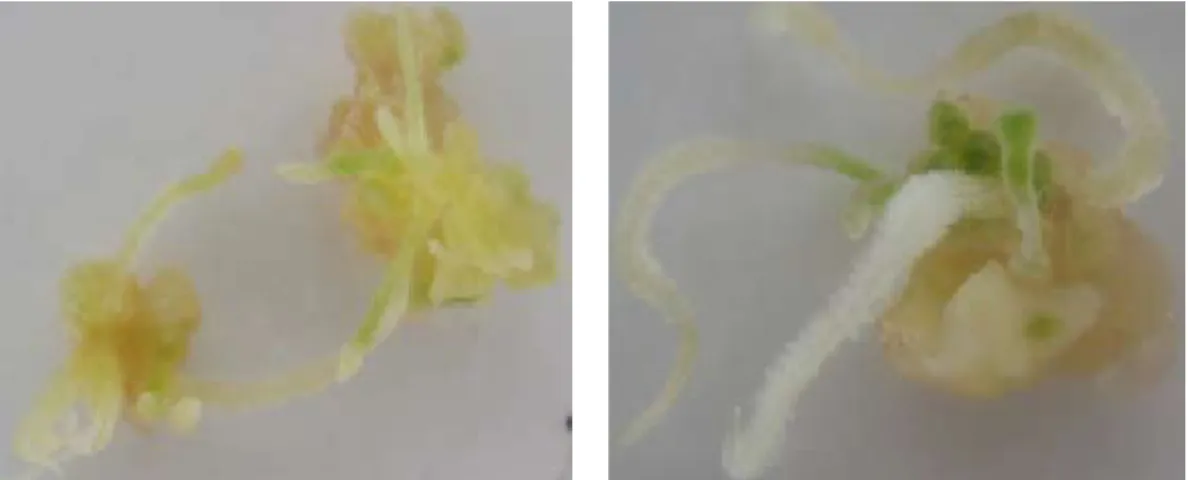 Gambar 3.  Akar  tumbuh  dari  massa  kalus  (a),  calon  tunas  tumbuh  pada  kalus  yang  telah  berakar (b) (Roots grown from a mass of callus (a), shoot grown from rooted callus 
