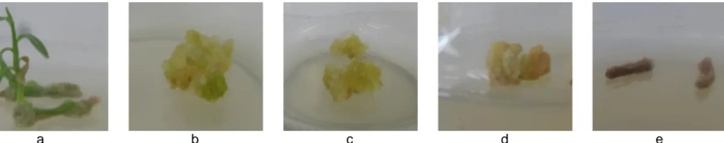 Gambar 2 Tekstur  kalus  yang  terbentuk  pada  berbagai  perlakuan:  a)  Hijau  padat  dan  tumbuh  plantlet;  b)  Putih  kehijauan  remah; c) Putih kekuningan remah (embryogenic); d) Kuning kompak; dan e) Cokelat kompak.