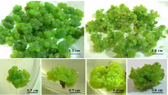 Gambar 8.  Tahapan konversi kalus menjadi embrio somatik/plbs (Conversion stage of callus to somatic  embryos/plbs)