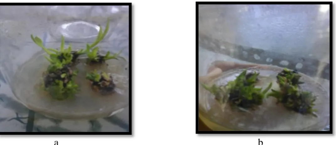 Gambar 1:   Pertumbuhan  jumlah  propagul  pisang  Barangan  Musa  acuminata  Colla.  (a)  Media  MS  yang  diberi hormon sintetik 4 ppm BAP + 2 ppm IAA pada 8 MST (b) Media MS yang  diberi hormon alami ekstrak kecambah kacang hijau pada konsentrasi 8 ppm 