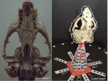 Figure 4. SmartMatch® and coded target images during fur seal skulls 3D acquisition  