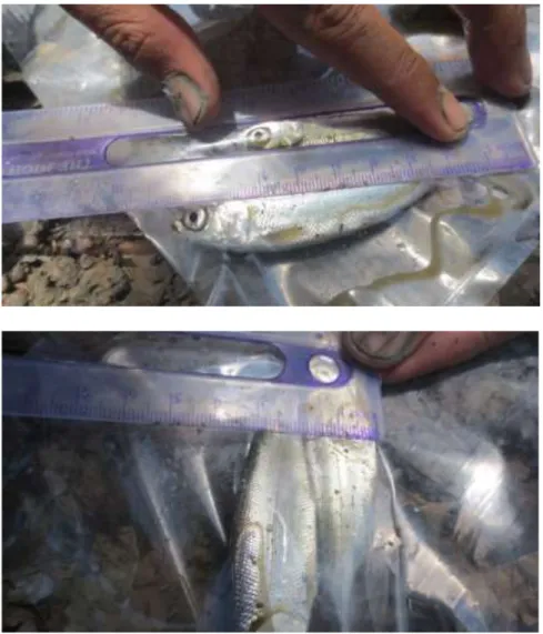 Gambar 7 dan 8. Pengukuran sampel ikan bandeng yang tertangkap 