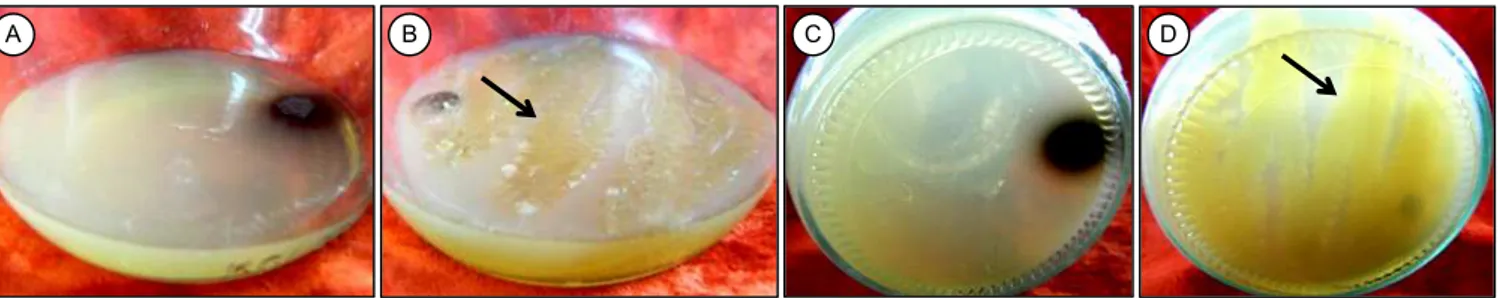 Gambar 4.   Hasil  skrining  biakan  pisang  Barangan  menggunakan  media  pertumbuhan  bakteri