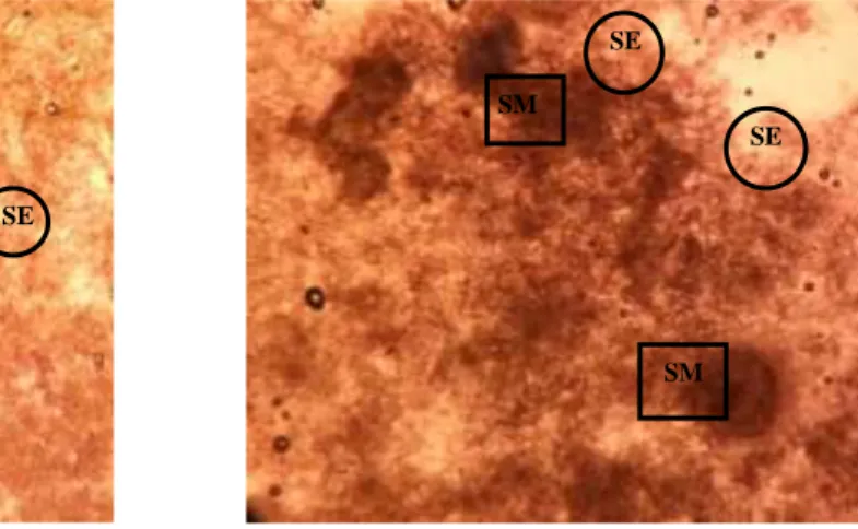 Gambar 2. Penampang   melintang   kalus  embriogenik   friable   pada (a) varietas    Gepak   kuning   (b)  varietas  Wilis  dengan  media  ZPT  2,4  -D  10  mg/l
