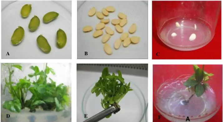 Gambar 1.  Pembentukan tunas adventif kedelai secara organogenesis melalui perlakuan pra-kultur imbibisi dan pengecambahan.(A)  eksplan  dari  benih  varietas  Ijen  perlakuan  imbibisi  20  jam,  (B)    eksplan  dari benih varietas Grobogan perlakuan keca