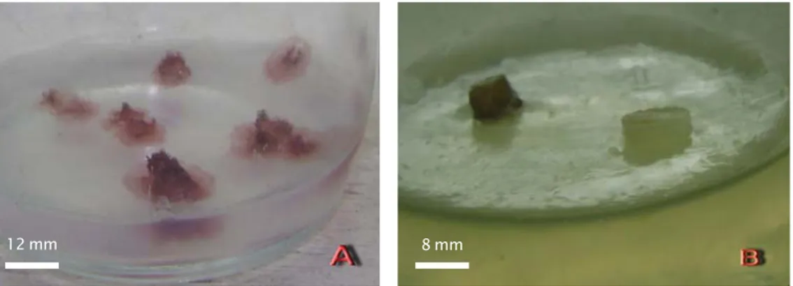 Figure 1. Characteristics of callus induction on K. alvarezii. Morphology of explants induced