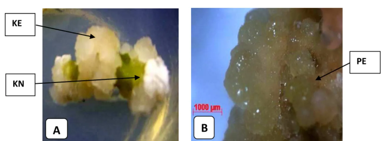 Gambar 3. (A) Keragaan kalus embriogenik (KE) dan non embriogenik (KN) (Tanda panah), (B) proembrio pada media induksi kalus  (Tanda panah) di bawah mikroskop elektron