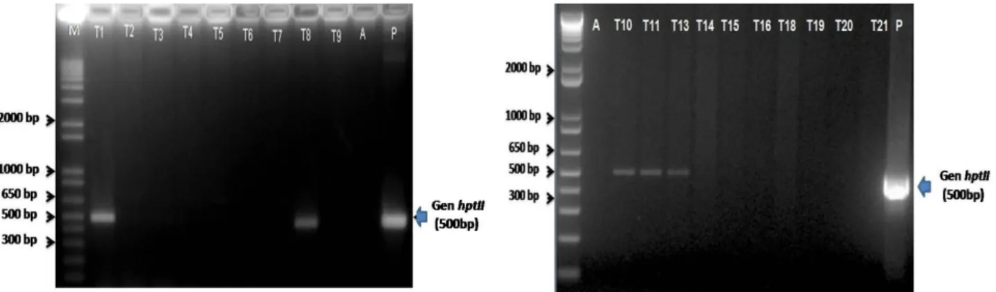 Gambar 2. Hasil analisis PCR dari nilam putatif transgenik dengan menggunakan primer untuk gen hptII