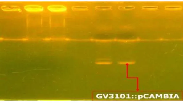 Gambar 3. Hasil konfirmasi PCR terhadap gen GUS  dalam konstruk pCAMBIA. 