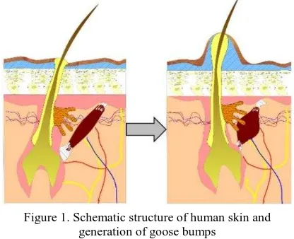 Figure 1. Schematic structure of human skin and  generation of goose bumps 