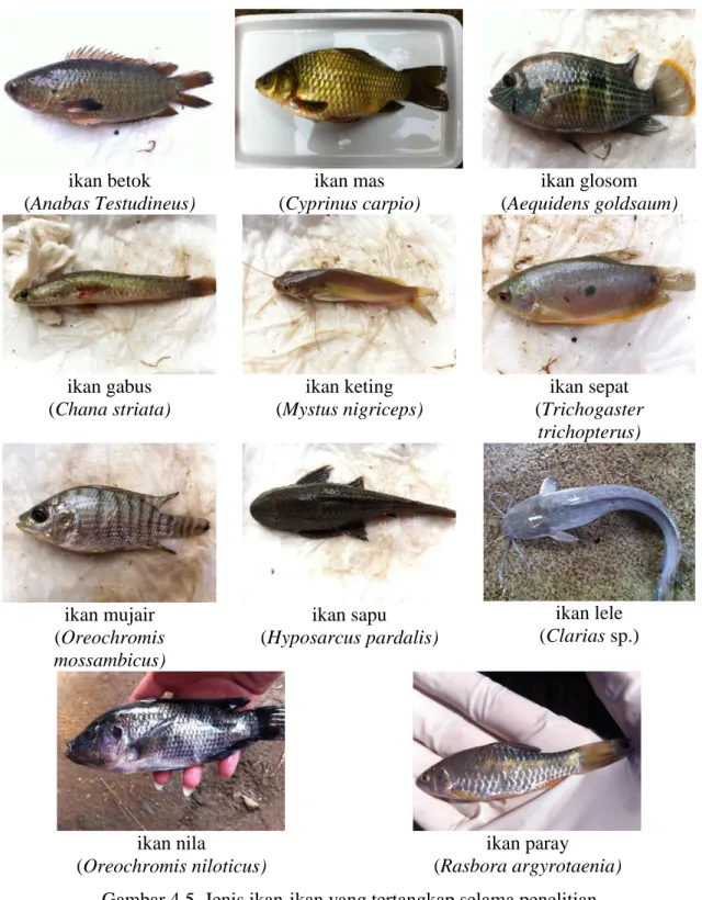 Gambar 4.5. Jenis ikan-ikan yang tertangkap selama penelitian  (Sumber: Dokumentasi pribadi) 