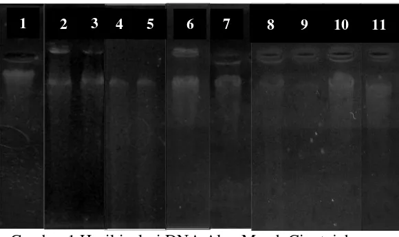Gambar 1 Hasil isolasi DNA Alga Merah Cipatujah 
