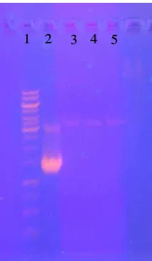 Gambar 3 Hasil elektroforesis uji inhibitor isolat DNA pada reaksi PCR secara kualitatif 