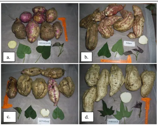 Gambar 2.  Gambar umbi : a. Helaleke, b. Musan, c. Wenabuge dan d. Tabugole 