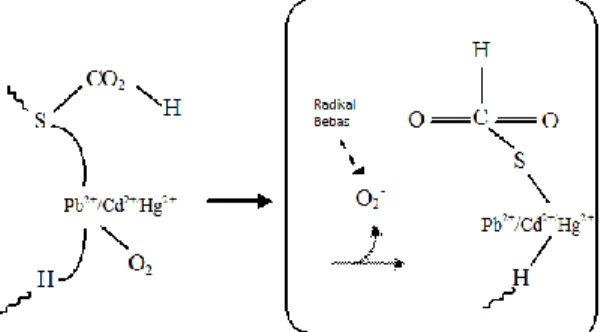 Gambar 4.  Reaksi Pb, Cd, Hg dengan protein [10]. 