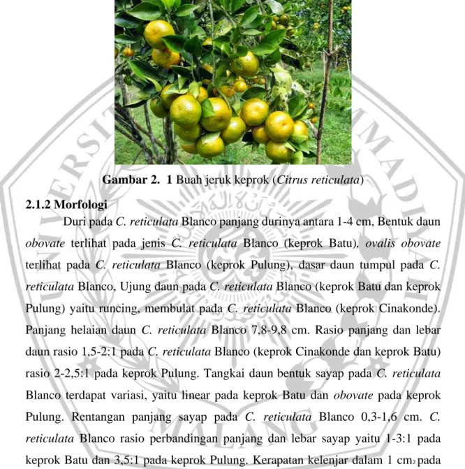 Gambar 2.  1 Buah jeruk keprok (Citrus reticulata)  2.1.2 Morfologi 
