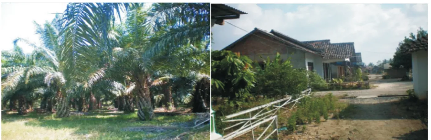 Gambar  2.    Kebun  kelapa  sawit  dan  Pemukiman  di  Kawasan  Hutan  Batu  Serampok Figure  2