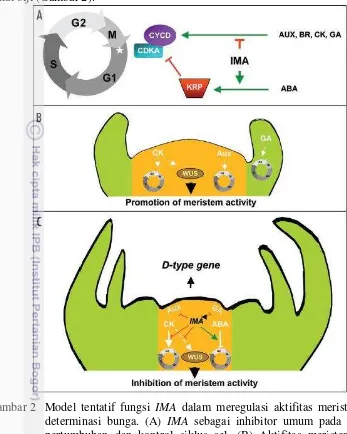 Gambar 2  Model tentatif fungsi IMA dalam meregulasi aktifitas meristem dan determinasi bunga