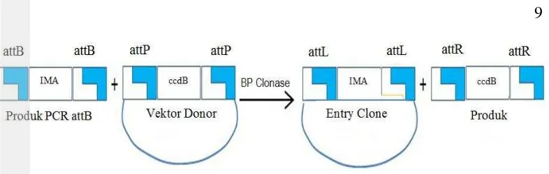 Gambar 4  Reaksi LR clonase  dalam metode gateway (Invitrogen 2003) 