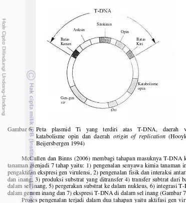 Gambar 6 Peta plasmid Ti yang terdiri atas T-DNA, daerah virulensi, 