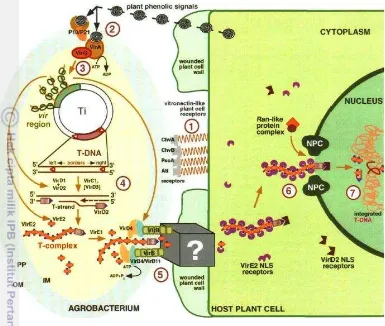Gambar 7  Interaksi tanaman dengan A. tumefaciens (Sheng dan Citovsky 1996) 