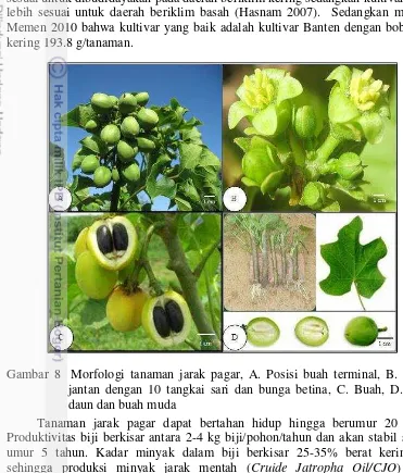 Gambar 8  Morfologi tanaman jarak pagar, A. Posisi buah terminal, B. Bunga 