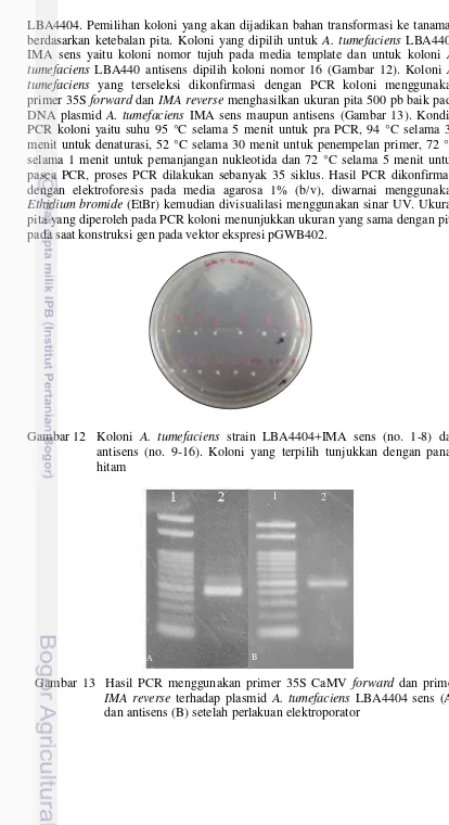 Gambar 12  Koloni A. tumefaciens strain LBA4404+IMA sens (no. 1-8) dan 
