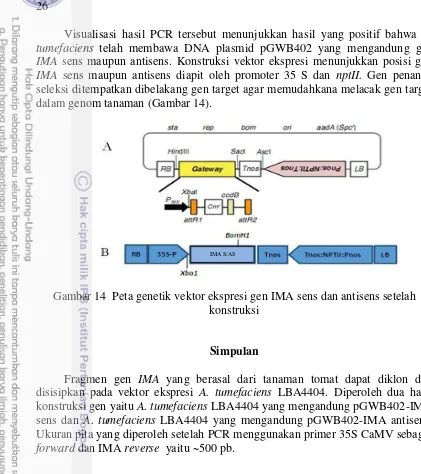Gambar 14  Peta genetik vektor ekspresi gen IMA sens dan antisens setelah 