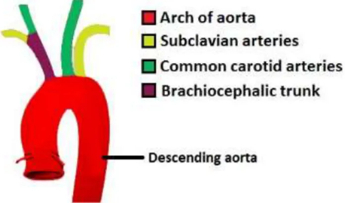Gambar 1. Anatomi Aorta 14