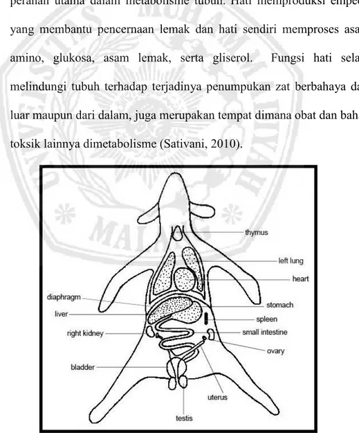 Gambar  2.2. Anatomi Tikus (Ulilalbab, 2012) 