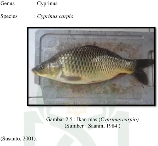 Gambar 2.5 : Ikan mas (Cyprinus carpio)  (Sumber : Saanin, 1984 ) 