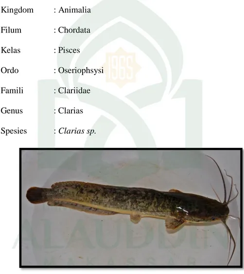 Gambar 2.6 : Ikan lele (Clarias sp.)  (Sumber : Saanin 1984)  (Saanin, 1984).  