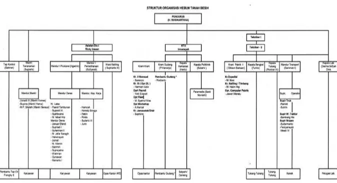 Gambar 3.1 Struktur Organisasi PT. Socfindo Kebun Tanah Besih 