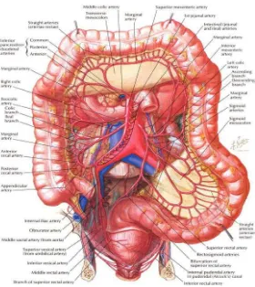 Gambar 2.1 Anatomi usus besar dan Vaskularisasinya  