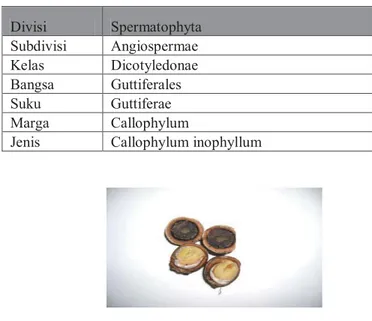 Tabel 1. Klasifikasi Tanaman Nyamplung  Divisi  Spermatophyta  Subdivisi Angiospermae  Kelas Dicotyledonae  Bangsa Guttiferales  Suku Guttiferae  Marga Callophylum 